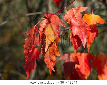 Leaves Of Amur Maple Or Acer Ginnala In Autumn Sunlight With Bokeh Background, Selective Focus, Shal