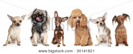 Группа молодых собак