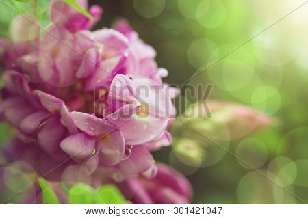 Spring Branch With Clammy Locust (robinia Viscosa Or  Robinia Hispida ) Flowers. Blooming Pink Acaci