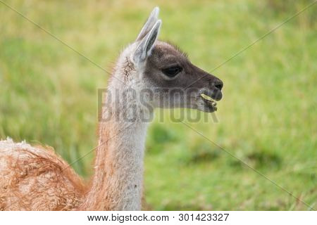 Llama (Llama glama) side portrait in the natural environment. Chile