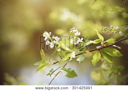 Delicate Pure White Birdcherry Blossoms With Light Green Leaves Bloom On A Branch Illuminated By Sun