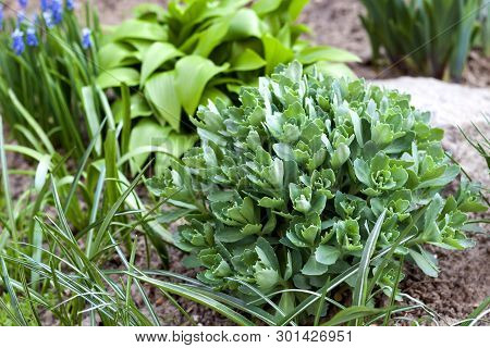 Young Decorative Plants Of Hosta Lancifolia, Sedum And Ornithogalum On Flower Bed In Spring Garden