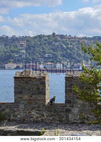Cat Looking Down The Bosphorus From The Wall Of The Fortress Rumeli Hisar