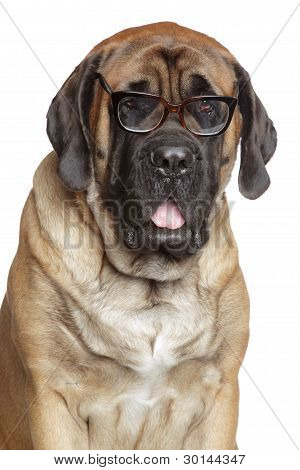 İngiliz Mastiff köpek gözlük