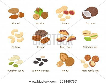 Nuts And Seeds In Flat Design Vector Set Of Illustrations. Collection Of Nuts, Seeds Icons, Infograp