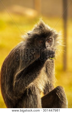 Portrait Silvered Leaf Monkey (trachypithecus Cristatus) Or Silvery Lutung (silver Leaf Monkey). Sil