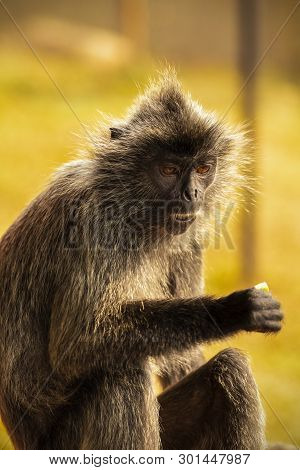 Portrait Silvered Leaf Monkey (trachypithecus Cristatus) Or Silvery Lutung (silver Leaf Monkey). Sil