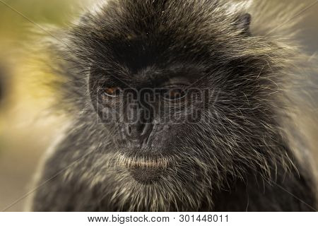 Portrait Silvered Leaf Monkey (trachypithecus Cristatus) Or Silvery Lutung (silver Leaf Monkey). Sil
