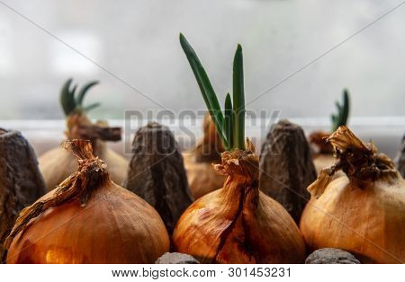 Spring Onions Growing In A Carton Egg Box On The Windowsill. Close Up