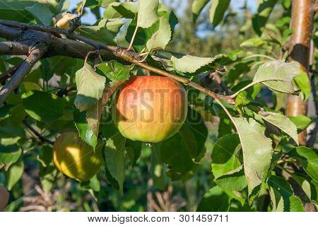 Shiny Delicious Apples Hanging From A Tree Branch In An Apple Orchard.
