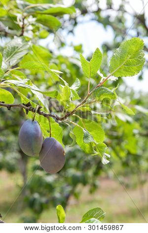 Close Up Of The Plum Tree Branch With Ripe Juicy Fruits On Sunset Light.