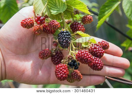Close Up View Of A Bunch Of Blackberry On Hand. Ripening Of The Blackberries On The Blackberry Bush