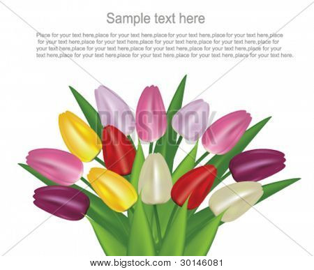 tulipani colorati