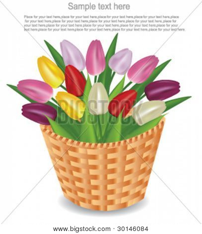 tulipani colorati