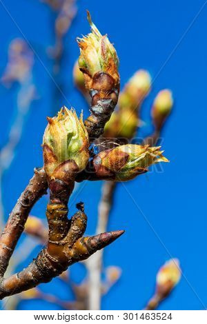 Close-up Of Apple Buds And Buds Growing On Apple Tree (reineta Variety Fruit Tree). Sunny Spring Day