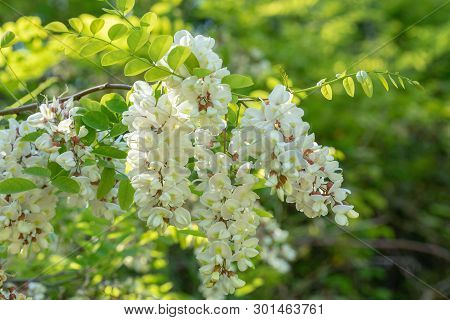 Beautiful Bunch Of White Flowers On Green Background. Acacia False Tree Flower, Also Known As The Pa