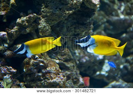 Background With Two Colorful Beautiful Foxface Rabbitfish
