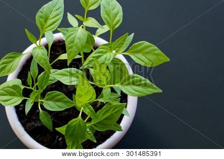 Sprouts Of Hot Vietnamese Pepper In A Purple Pot On A Black Background. Top View.