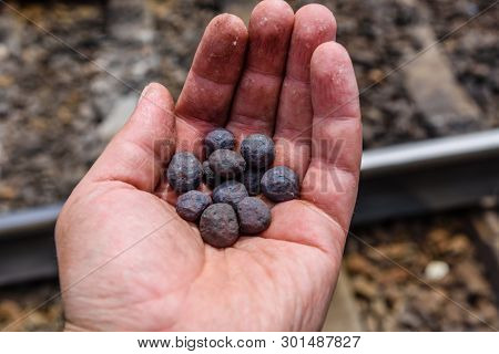 Iron Ore Taconite Pellets In Worker Hand