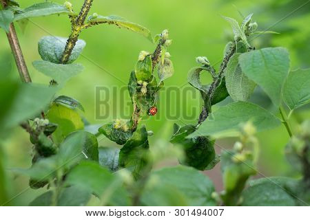 Ladybug Sitting On A Leaf In The Garden. Hunting Aphids.