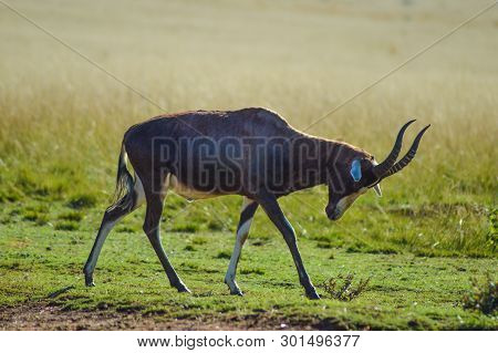 Portrait Of A Common Tsessebe (damaliscus Lunatus) Antelope In Johannesburg Nature Reserve South Afr