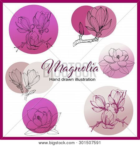 Magnolia Collection. Set Of Hand Drawn Floral Elements. Vectorial Flowers For Your Design.