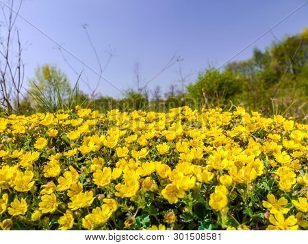 Meadow with bunch of yellow  anemone ranunculoide flowers