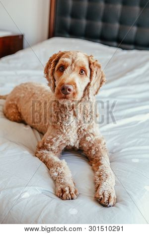 Cute Adorable Shameless Red-haired Pet Dog Lying On Clean Bed In Bedroom At Home. Bold Domestic Anim