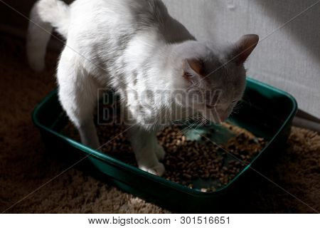 Closeup Of Cat Overweight Constipated Sick Trying To Go To The Bathroom In Box At Home Sad Looking D