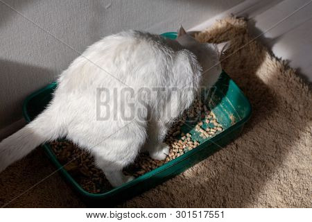 Closeup Of Cat Overweight Constipated Sick Trying To Go To The Bathroom In Box At Home Sad Looking D