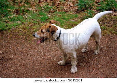 Jack Russell cane