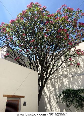Oaxaca, Oaxaca, Mexico- April 5, 2016: Tree With Little Pink Flowers In A Sunny Day At Filatelia Mus