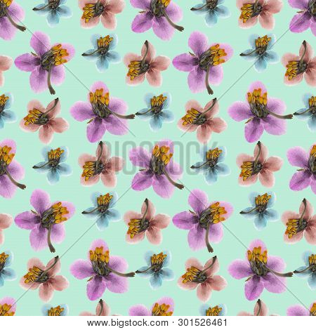 Pyrola. Texture Of Flowers. Seamless Pattern For Continuous Replicate. Floral Background, Photo Coll