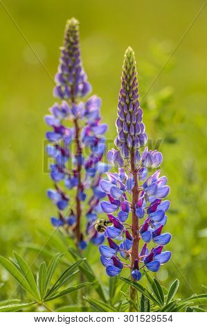 Purple Lupin Flowers And Bumble Bee, In Green Field, Backit By Warm Hazy Morning Sunlight.