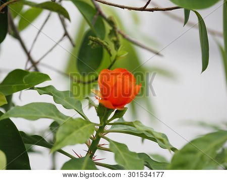 Square Cone Flower The Top Edge And The Base Of The Flower Are 2-5 Small Petals, Orange Petals, 10-1