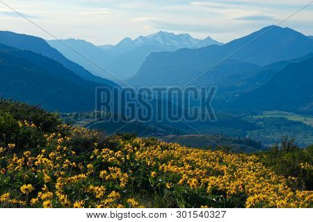 Alpine Meadows With Arnica Flowers In Full Bloom And View Of North Cascade Mountains And Valley.  Su