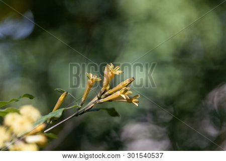 Flowers Of A Green Cestrum, Cestrum Parqui