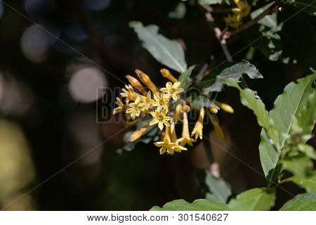 Flowers Of A Green Cestrum, Cestrum Parqui