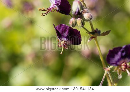 Flowers Of A Black Widow, Geranium Phaeum.