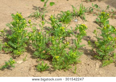 Matricaria Discoidea Blooms On A Summer Day