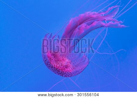 Jellyfish In The Blue Water - Pelagia Noctiluca