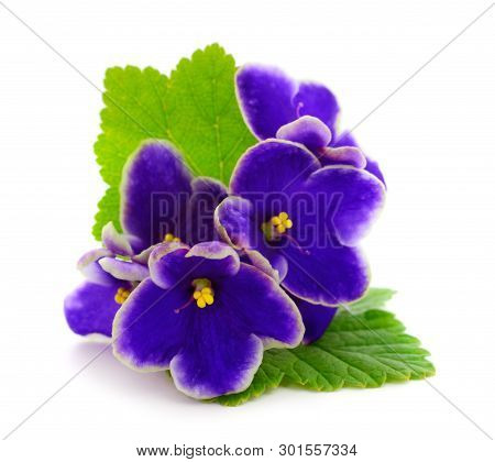 Saintpaulia (african Violets) Isolated On White Background.