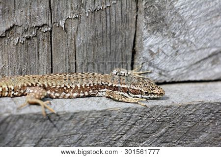 Podarcis Muralis  - Common Wall Lizard - Natural Habitat