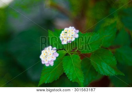 Single White Flower On Green Background. White Flower In Nature