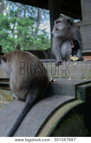 Monkey Family Sits On Steps At Monkey Forrest.