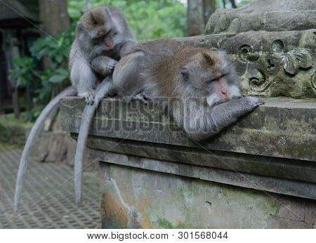 Adult Money Grooms Another Adult Monkey.