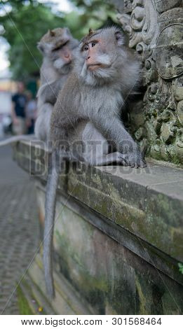 Adult Money Grooms Another Adult Monkey.