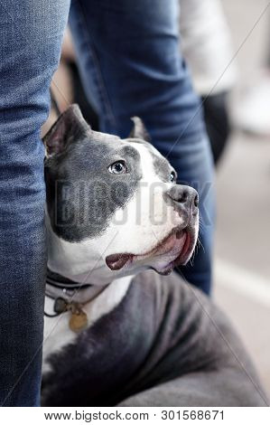 Beautiful Dog Of American Pitbull Terrier Breed, Blue And White Color With Melancholy Look, Close To