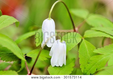 Wild Spring Snowdrop Flowers (galantus) In The Forest. Lots Of Light, High Contrast.
