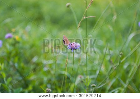 Two Little Blue Butterflies Sitting On Bright Sunny Yellow Meadow.